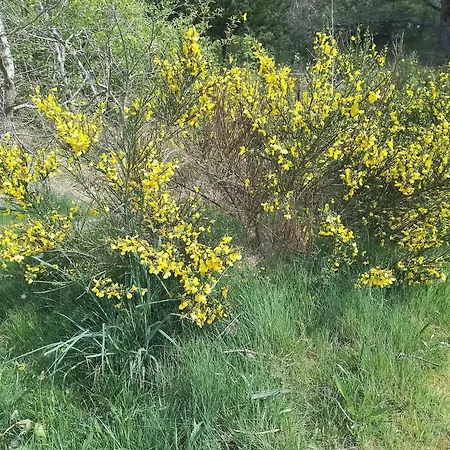 6 Person In Henne Vakantiehuis Henne Strand